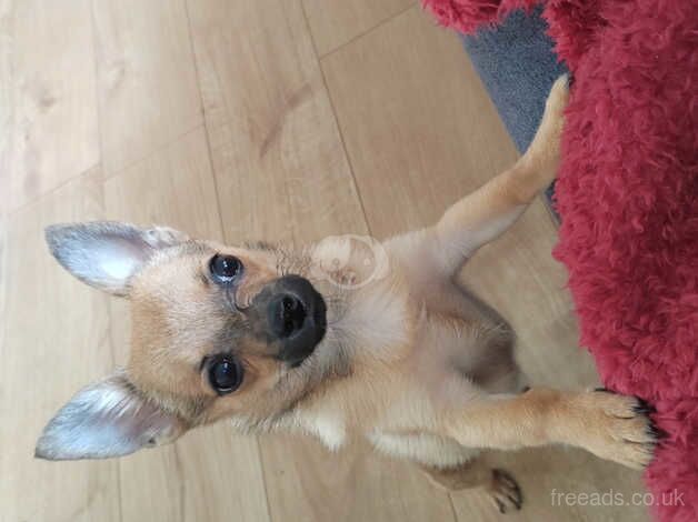 Chihuahua x pom for sale in Liverpool, Merseyside