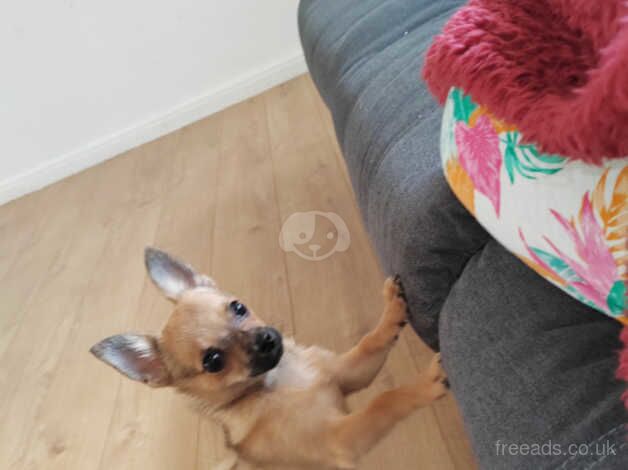 Chihuahua x pom for sale in Liverpool, Merseyside - Image 2