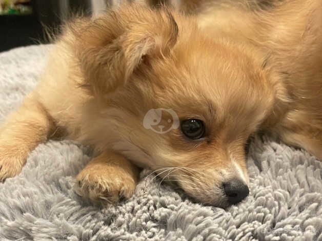 Chihuahua X Pomeranian puppies, two boys for sale in Carterton, Oxfordshire