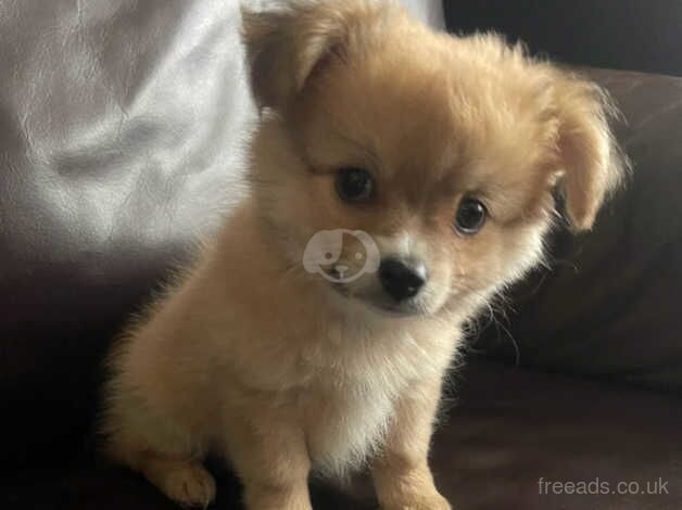 Chihuahua X Pomeranian puppies, two boys for sale in Carterton, Oxfordshire - Image 2