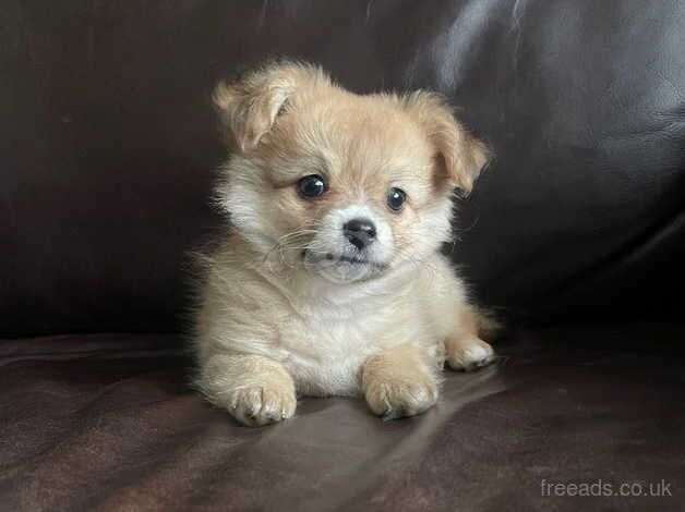 Chihuahua X Pomeranian puppies, two boys for sale in Carterton, Oxfordshire - Image 3