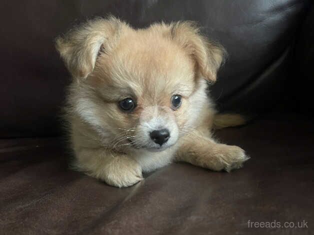 Chihuahua X Pomeranian puppies, two boys for sale in Carterton, Oxfordshire - Image 4