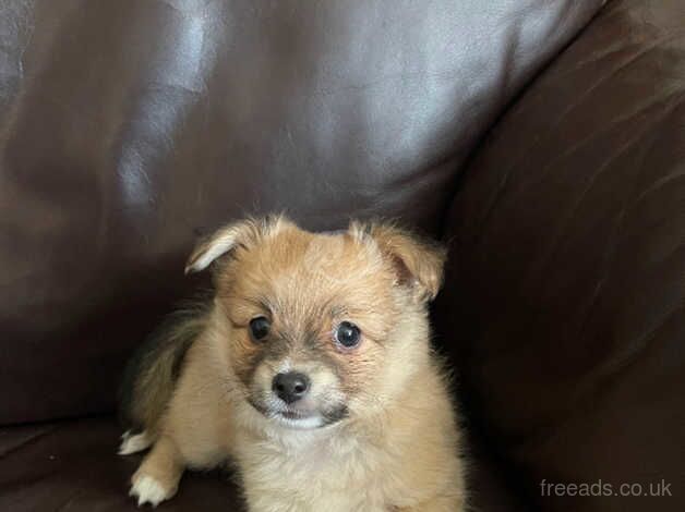 Chihuahua X Pomeranian puppies, two boys for sale in Carterton, Oxfordshire - Image 5