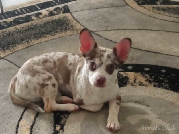 Chihuahua xfrenchie for sale in Newport