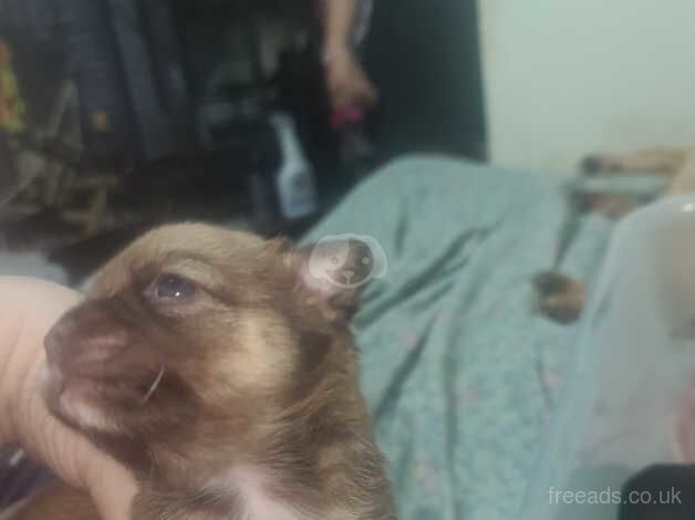 Chihuahua Puppies for sale in Hampshire