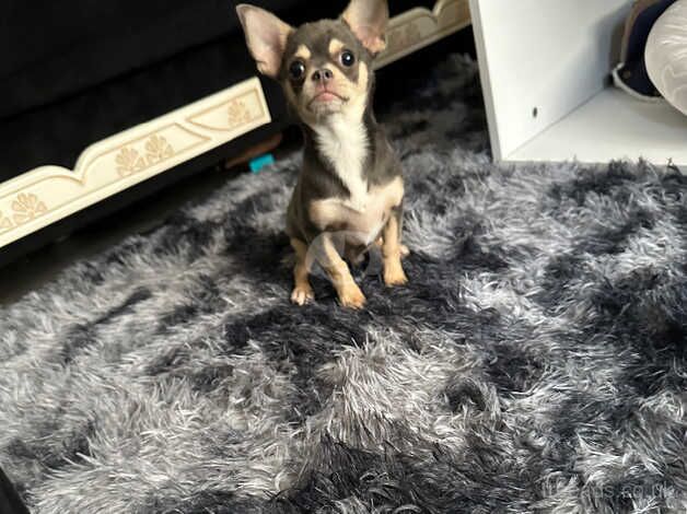 Chihuahuas blue gray for sale in Leeds, West Yorkshire - Image 1