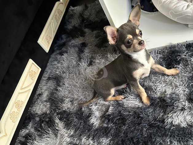 Chihuahuas blue gray for sale in Leeds, West Yorkshire - Image 2