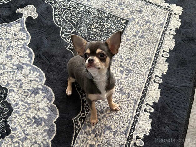 Chihuahuas blue gray for sale in Leeds, West Yorkshire - Image 3