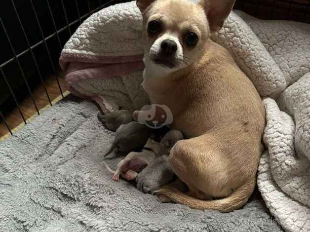 Chihuahua Puppies for sale