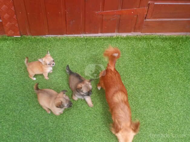 Chihuahuas for sale in Ammanford/Rhydaman, Carmarthenshire