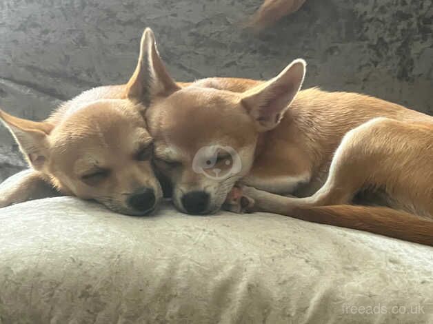 chihuahuas for sale in Plymouth, Devon - Image 1