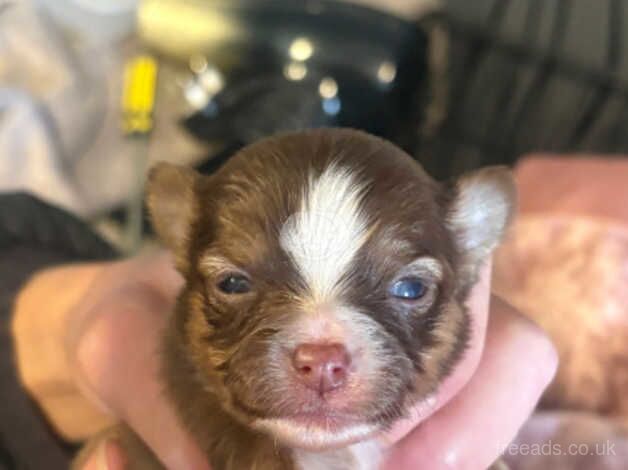 Chihuahua Puppies for sale in Essex