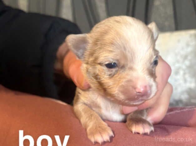 Chihuahua Puppies for sale