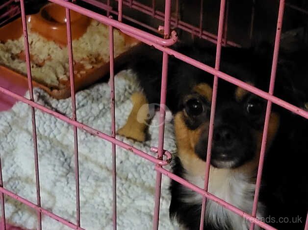 Chihuahuas for sale in Walsall, West Midlands - Image 1