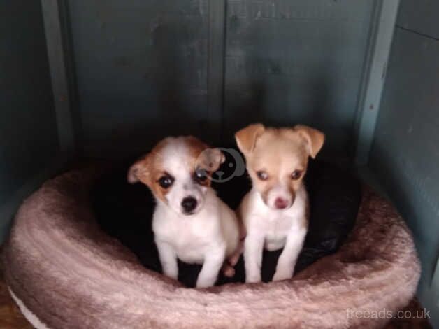 Chihuahuas puppies for sale in Stratford-upon-Avon, Warwickshire - Image 1