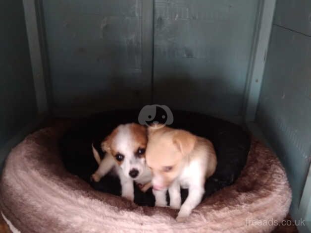 Chihuahuas puppies for sale in Stratford-upon-Avon, Warwickshire - Image 2