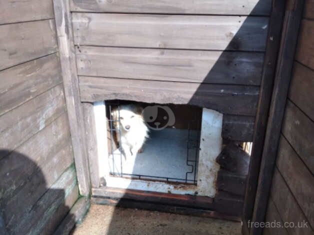 Chihuahuas puppies for sale in Stratford-upon-Avon, Warwickshire - Image 3