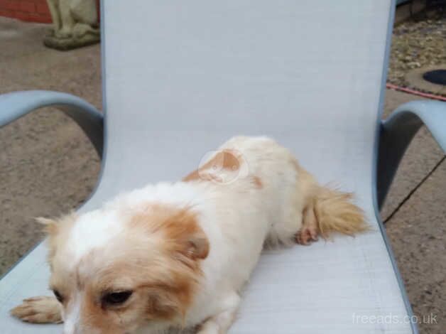 Chihuahuas puppies for sale in Stratford-upon-Avon, Warwickshire - Image 5