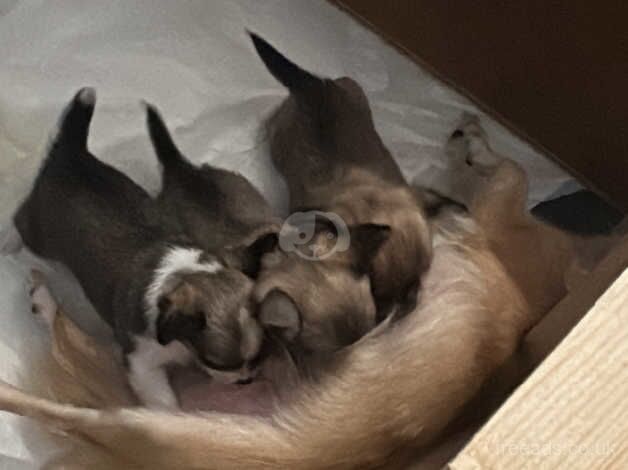 Chihuahuas puppies for sale in Aberdeen, Aberdeen City - Image 1