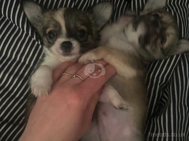 Chihuahuas puppies for sale in Aberdeen, Aberdeen City - Image 2