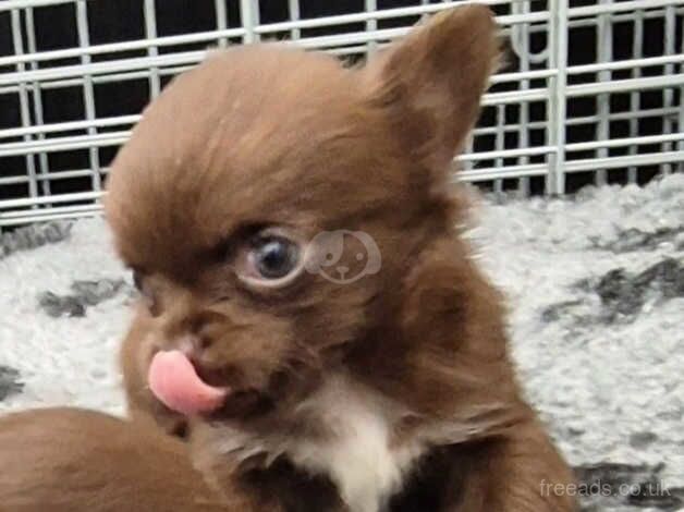 Chocolate chihuahua puppies for sale in Manchester, Greater Manchester