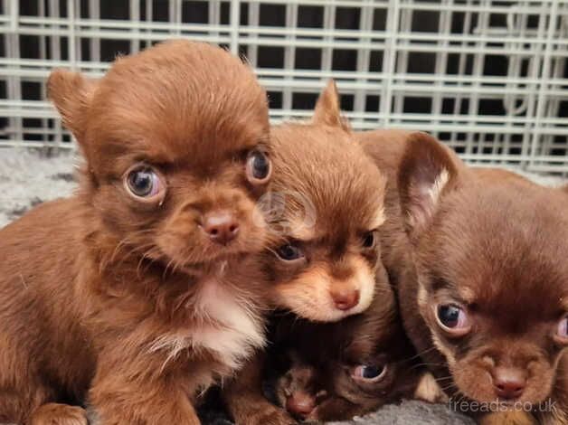 Chihuahua Puppies for sale in Greater Manchester