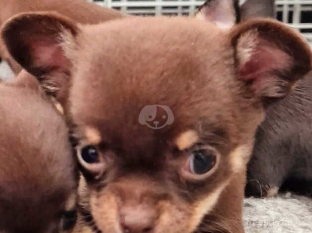 Chocolate chihuahua puppies for sale in Manchester, Greater Manchester - Image 5