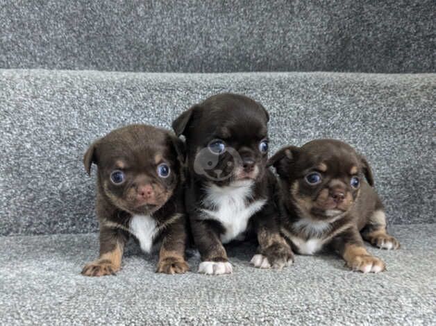 Chocolate smooth coat chihuahua puppys for sale in Pontypool/Pont-y-pwl, Torfaen - Image 1