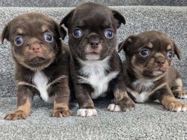 Chocolate smooth coat chihuahua puppys for sale in Pontypool/Pont-y-pwl, Torfaen - Image 2