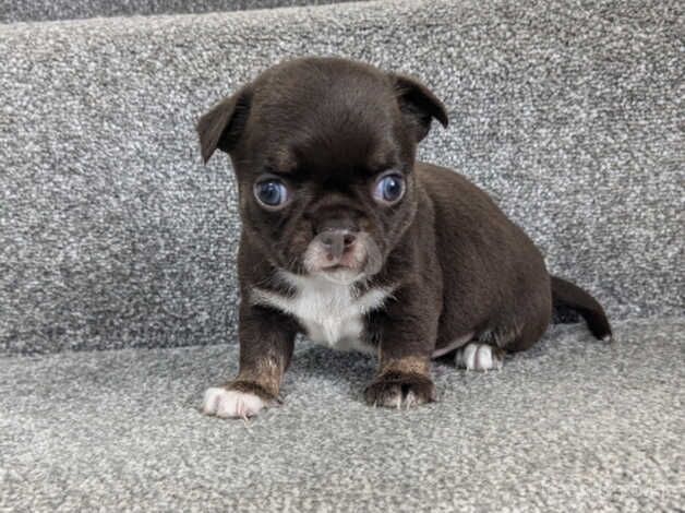 Chocolate smooth coat chihuahua puppys for sale in Pontypool/Pont-y-pwl, Torfaen - Image 3