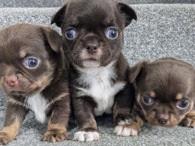 Chocolate smooth coat chihuahua puppys for sale in Pontypool/Pont-y-pwl, Torfaen - Image 4