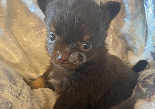 Chihuahua Puppies for sale in Fermanagh