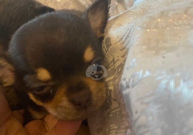 Chihuahua Puppies for sale