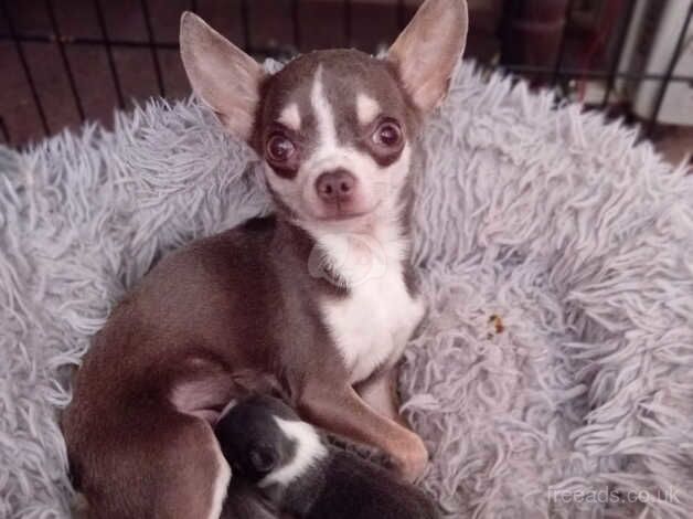 Chuiuia puppies for sale in Scarborough, North Yorkshire - Image 1