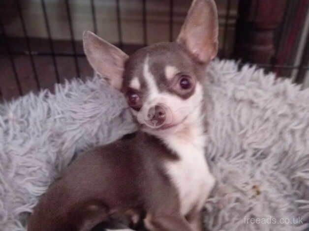 Chuiuia puppies for sale in Scarborough, North Yorkshire - Image 5