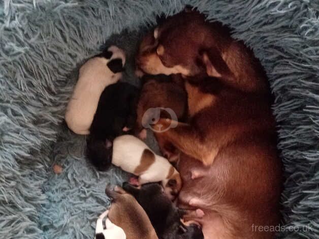 Chuiuia puppies for sale in Scarborough, North Yorkshire - Image 1