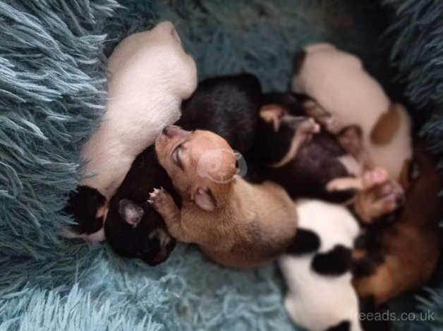 Chuiuia puppies for sale in Scarborough, North Yorkshire - Image 2