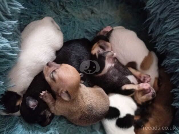 Chuiuia puppies for sale in Scarborough, North Yorkshire - Image 5