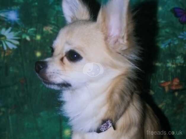 Deer head chihuahua girl for sale in Retford, Nottinghamshire