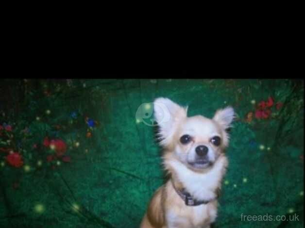 Deer head chihuahua girl for sale in Retford, Nottinghamshire - Image 3