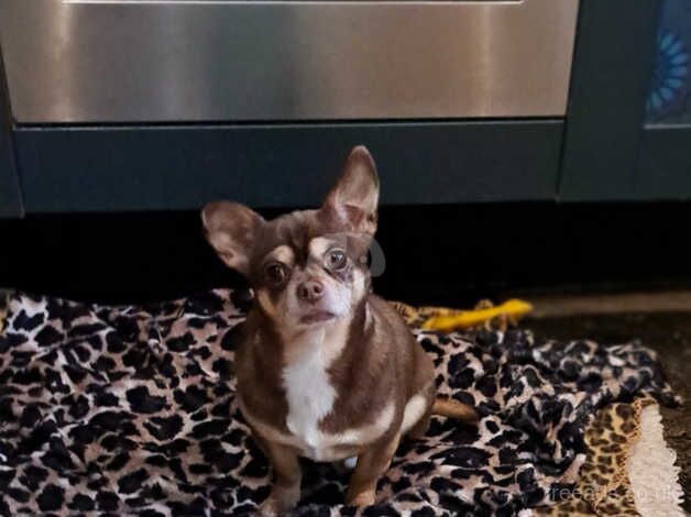 Dude The Chihuahua for sale in Orpington, Bromley, Greater London