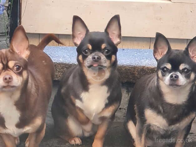 Dude The Chihuahua for sale in Orpington, Bromley, Greater London - Image 2