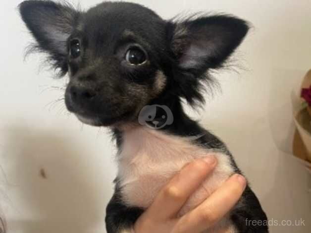 Female black long hair chihuahua for sale in Greenwich, London