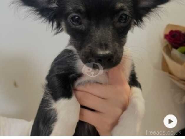 Female black long hair chihuahua for sale in Greenwich, London - Image 2