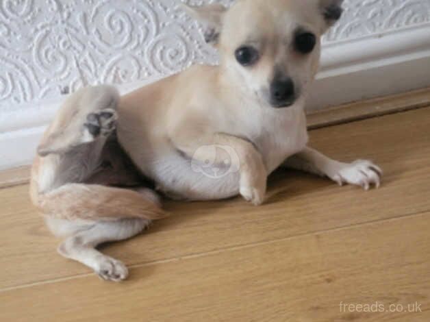 female chihuahua for sale in Derby, Derbyshire - Image 1