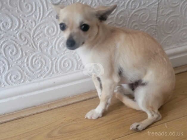 female chihuahua for sale in Derby, Derbyshire - Image 2