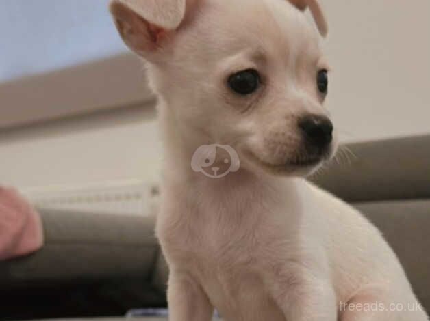 Female chihuahua for sale in Kettering, Northamptonshire