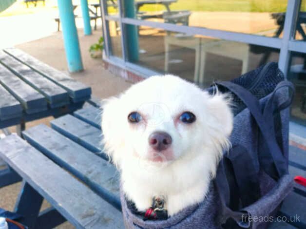 Female Chihuahua for sale in Reading, Berkshire - Image 1