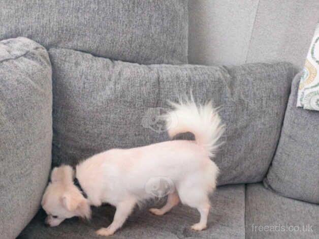 Female Chihuahua for sale in Reading, Berkshire - Image 3