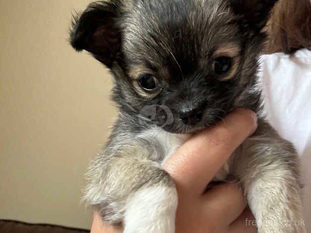 Chihuahua Puppies for sale in Aberdeenshire